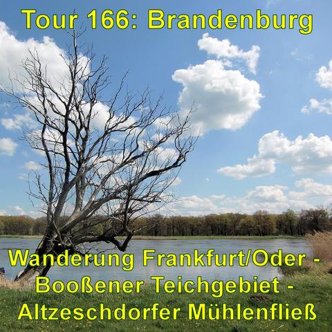 Kahler Baum ohne Blätter steht am Ufer der Oder unter einem blauen Himmel mit weißen Wolken. Am gegenüberliegenden Ufer sind Bäume und Sträucher.