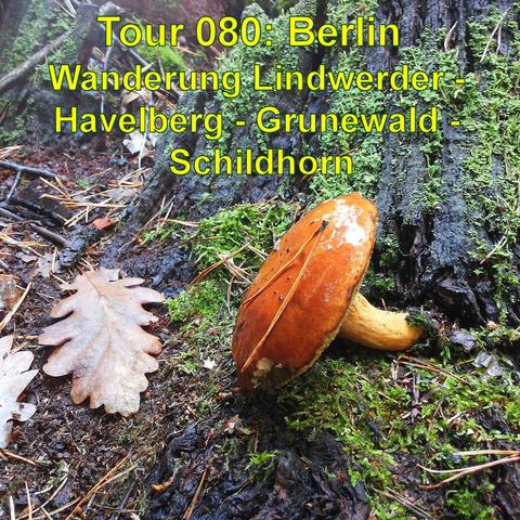 Nahaufnahme eines Waldbodens, auf dem ein einzelner Pilz neben einem herbstlich verfärbten Blatt zu sehen ist. Der Pilz hat einen glänzenden, braunen Hut und steht im Kontrast zu dem dunklen, feuchten Untergrund. Um ihn herum befinden sich Moos, kleine Zweige und Nadeln, die den Boden des Waldes bedecken. Der Hintergrund ist unscharf, aber es sind die Umrisse von Bäumen und weiterer Vegetation erkennbar. Das Bild vermittelt einen Eindruck von der Feuchtigkeit des Waldes und der fruchtbaren Bedi…