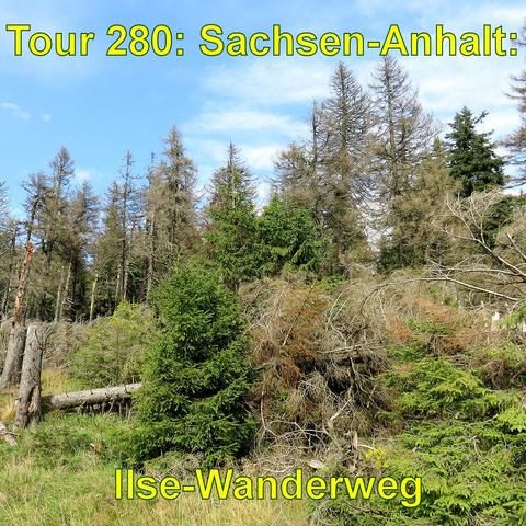 Eine Landschaft mit mehreren abgestorbenen oder kranken Bäumen, deren Nadeln braun geworden sind. Im Vordergrund wächst ein junger, gesund aussehender Nadelbaum.
