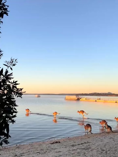 Kangaroos run and hop after each other onto a sandbar into the water. 
