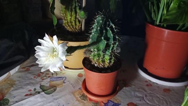 Eine weiße große Blüte mit langem Stiel wird mit einer Taschenlampe im Dunkeln angeleuchtet.