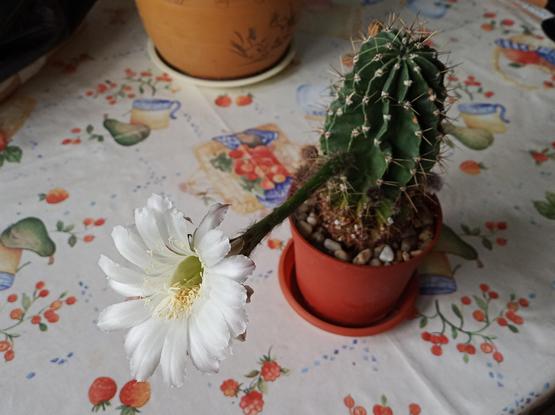 Das Foto zeigt einen blühenden Bauernkaktus (Echinopsis), der in einem kleinen, runden Plastiktopf mit Kiesabdeckung steht. Der grüne, gerippte Kaktus trägt zahlreiche helle Dornen und hat eine lange, haarige Blütenröhre, an deren Ende eine große, geöffnete, weiße Blüte mit vielen Blütenblättern und sichtbaren Staubblättern sitzt. Der Topf steht auf einer bunt gemusterten Tischdecke mit Obst- und Geschirrmotiven, im Hintergrund ist ein weiterer Pflanztopf erkennbar.