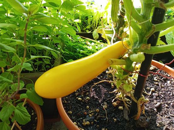 Das Foto zeigt eine gelbe Zucchinifrucht, die an einer kräftigen Pflanze in einem Terrakottatopf wächst. Die Frucht ist lang und glatt und hängt waagerecht nach links. Die Pflanze ist an einem Stab angebunden und steht in dunkler, krümeliger Erde. Im Hintergrund sind weitere grüne Kräuter und Pflanzen in Töpfen zu sehen. Die Szene ist von natürlichem Sonnenlicht durchflutet, typisch für einen Balkongarten im Sommer.