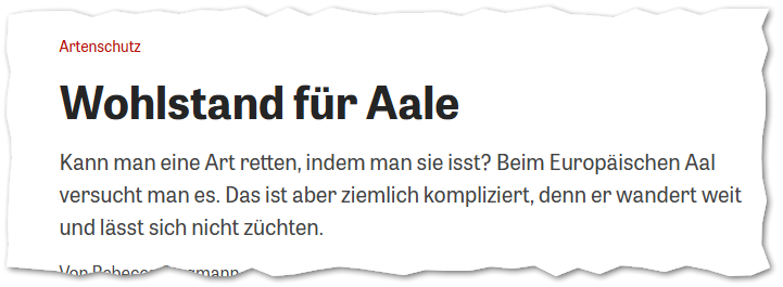 Wohlstand für Aale Kann man eine Art retten, indem man sie isst? Beim Europäischen Aal versucht man es. Das ist aber ziemlich kompliziert, denn er wandert weit und lässt sich nicht züchten.