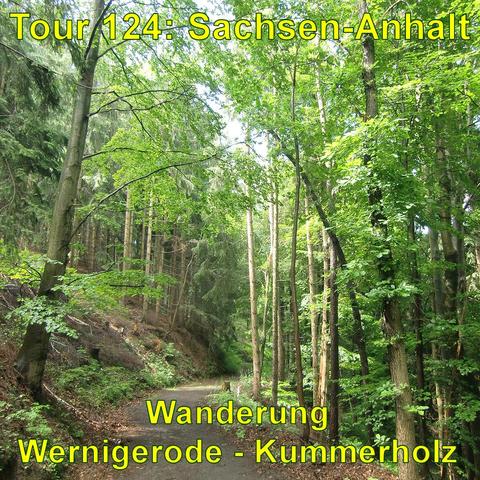 Ein Waldweg schlängelt sich entlang eines Hanges, flankiert von dicht stehenden Bäumen unterschiedlicher Arten. Auf der linken Seite ist der Hang mit Nadelbäumen dicht bewachsen, während die rechte Seite von Laubbäumen dominiert wird, die das Sonnenlicht durch ihr Blätterdach scheinen lassen. Der Pfad ist von Falllaub und Nadeln bedeckt, was auf eine naturnahe Umgebung hinweist.