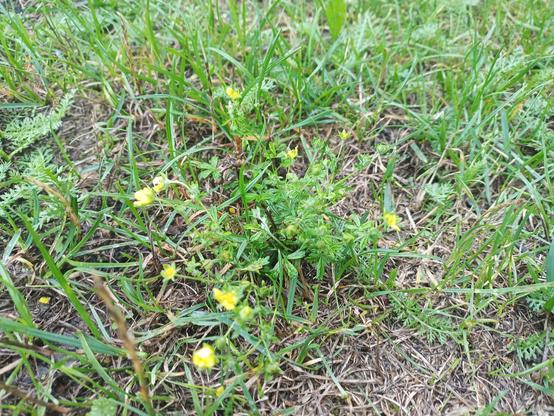 Kleines Kraut auf der Wiese mit winzigen gelben Blüten 