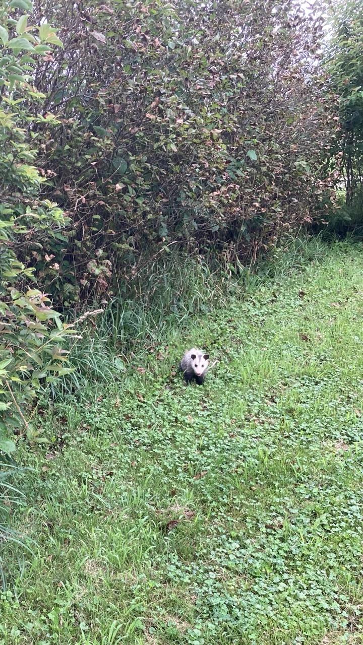 A medium-small possum in the green lawn beside a row of lilac bushes. (The lilac leaves look brown and are drying up due to a foliar disease, possibly powdery mildew.)