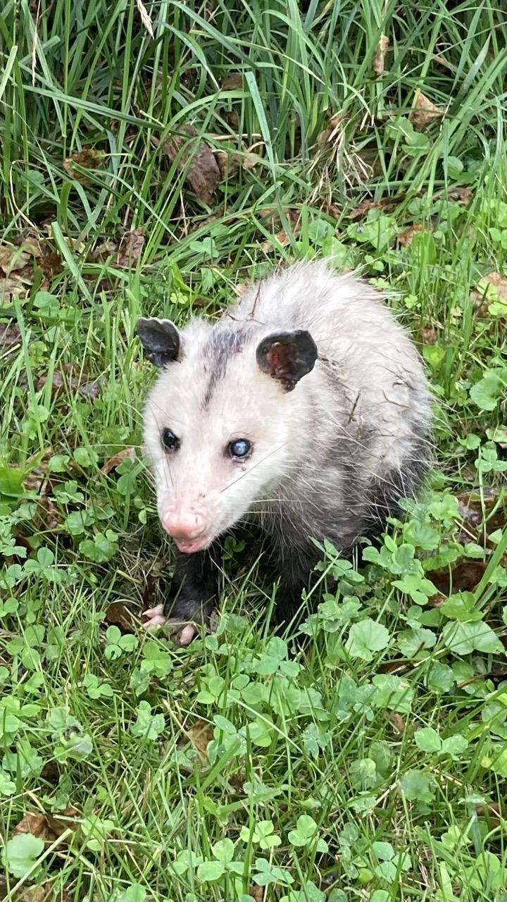 I was able to walk up close to the possum. The critter is eyeing me with its freaky blue eyes. Under light rain, the fur looks a little bedraggled, but overall this seems to be a healthy little possum.