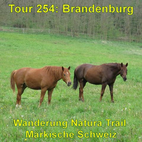 Zwei Pferde, eines hellbraun und das andere dunkelbraun, stehen auf einer grünen Wiese. Im Hintergrund ist ein Zaun und dahinter Bäume zu erkennen.