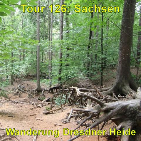 Ein ausgetrockneter Bachlauf in einem dichten Wald. Der Boden ist von abgefallenen Ästen und freiliegenden Baumwurzeln geprägt, die über die trockene Erdfläche ragen. Die umstehenden Bäume sind hoch und zeigen ein dichtes Blätterdach, das in verschiedenen Grüntönen schimmert. Das Licht, das durch das Laub fällt, erzeugt ein Spiel aus Licht und Schatten auf dem Waldboden.