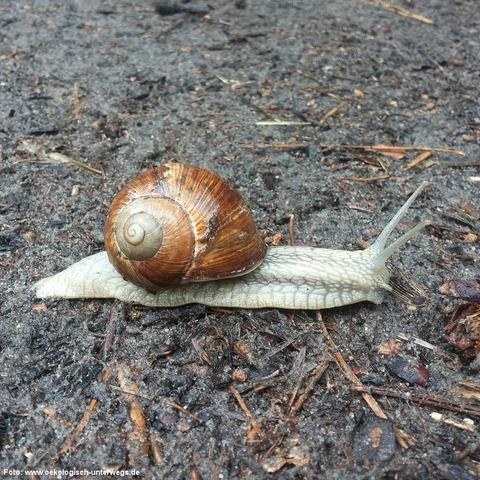 Eine Weinbergschnecke kriecht über feuchten Waldboden. Das Gehäuse ist glatt, glänzend und spiralförmig mit braunen und cremefarbenen Streifen. Der weiche Körper ist hellgrau mit sichtbarer Textur, die Fühler sind ausgestreckt. Der Boden ist dunkel, mit Sand, kleinen Zweigen, Nadeln und Rindenstücken bedeckt. Die Schnecke bewegt sich langsam über das unebene Terrain.