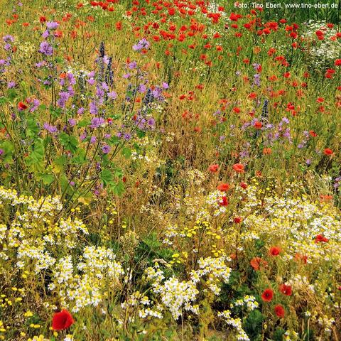 Bunte Wiese mit dicht stehenden Wildblumen: zahlreiche rote Mohnblüten spannen leuchtende Farbtupfer über trocken-goldenes Gras, dazwischen verteilen sich lila Malvenblüten auf hohen, filigranen Stängeln. Weiß-gelbe Kamillenbüschel bilden dichte Teppiche im Vordergrund, während vereinzelte gelbe Korbblüten das Farbspektrum ergänzen. 