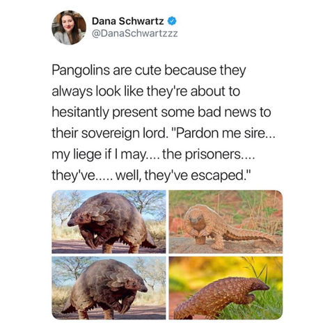 screenshot of a post by Dana Schwartz
@DanaSchwartzzz: 

Pangolins are cute because they always look like they're about to hesitantly present some bad news to their sovereign lord. "Pardon me sire... my liege if I may.... the prisoners.... they've..... well, they've escaped."

[four pictures of pangolins looking cute and as described]