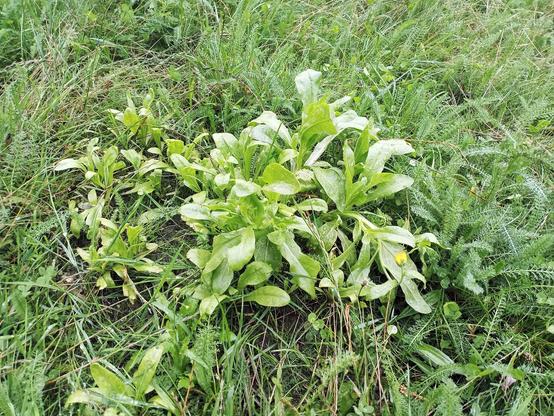 Inmitten einer feuchten, grünen Wiese wächst eine Ringelblumenpflanze mit kräftigen, hellgrünen Blättern. Einzelne Blätter sind mit Regentropfen bedeckt. Rechts unten ist eine gelbe Blütenknospe zu sehen, die kurz vor dem Aufblühen steht. Um die Pflanze herum wachsen verschiedene Wildkräuter und Gräser.