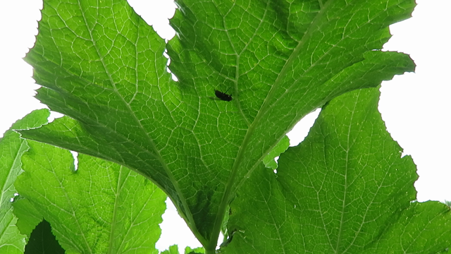Eine Fliege läuft über die Unterseite eines Zucchiniblattes
