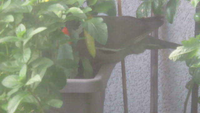 Ringeltaube fummelt zwischen dem Spitzpaprika rum und nietet eine Pflanze um.