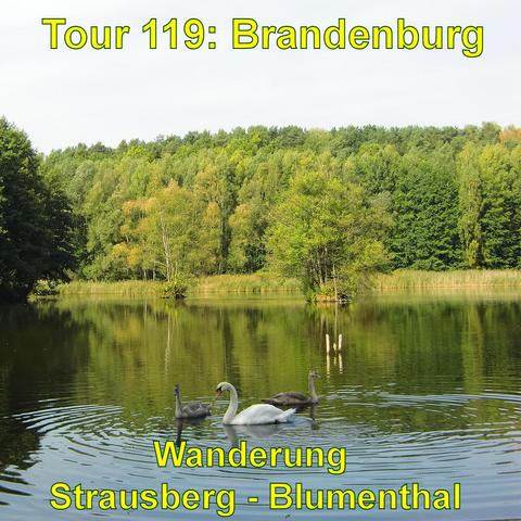 Ein See mit ruhiger Wasseroberfläche, umgeben von dichtem Wald. Drei Schwäne, einer davon ausgewachsen und zwei jüngere, schwimmen im Vordergrund des Wassers. Reflexionen der Bäume sind auf der Wasseroberfläche sichtbar, und die Vegetation zeigt unterschiedliche Grüntöne.