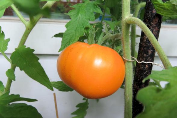 Reifende orangefarbene Tomate an einer Tomatenpflanze, umgeben von grünen, gezackten Blättern. Die Tomate ist rund, glatt und hängt an einem leicht behaarten Stiel. Die Pflanze ist mit einem Draht an einem dunklen Stab befestigt, um sie zu stützen. 
