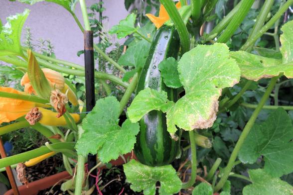 Dunkelgrüne, glänzende Zucchini hängt an einer kräftigen Pflanze mit großen, gelappten Blättern. Einige Blattränder sind braun verfärbt und leicht beschädigt. Um die Zucchini herum befinden sich mehrere gelbe Blüten, teils geöffnet, teils verwelkt. 