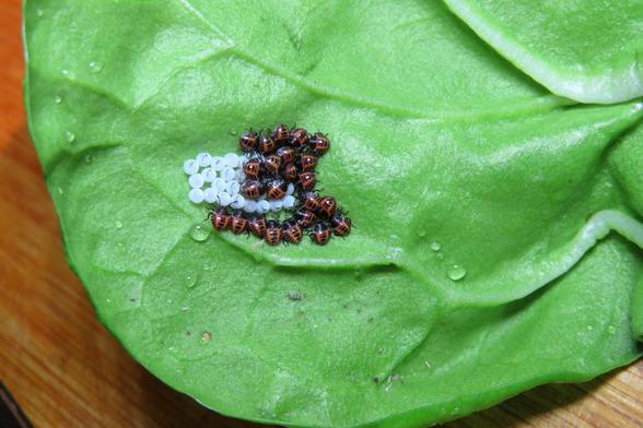 Auf einem großen, glatten, grünen Blatt liegt eine Ansammlung kleiner, rundlicher Insektenlarven mit schwarz-orangener Musterung. Direkt daneben befinden sich zahlreiche weiße, halbdurchsichtige Eigelege in kompakter Anordnung. 
