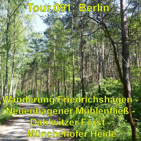Ein sonniger Waldweg, gesäumt von hohen Bäumen, darunter Birken und Nadelbäume. Das Laubdach lässt Sonnenlicht durch, welches den Pfad und Teile der Vegetation beleuchtet. Der Weg zieht sich gerade durch den Wald und bietet ein Gefühl von Ruhe und Naturverbundenheit.