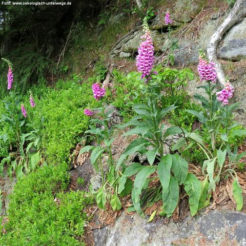 Mehrere hochwachsende Pflanzen mit kräftigen, pink-violetten Blütenständen stehen an einem leicht geneigten, felsigen Waldrand. Die Blüten sind röhrenförmig und dicht an langen Stängeln angeordnet. Die Pflanzen haben große, längliche, grüne Blätter, teilweise mit welken Blättern im unteren Bereich. Der Boden ist mit trockenem Laub, Moos und kleinen Felsbrocken bedeckt. Im Hintergrund wachsen weitere Büsche und niedrige Pflanzen sowie ein bemooster Hang mit Wurzeln und Gestein.