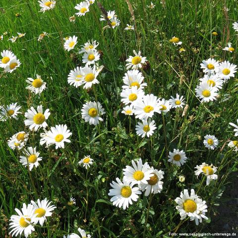 Eine Wiese mit zahlreichen weiß blühenden Margeriten. Die Blütenköpfe bestehen aus weißen Zungenblüten und gelben Röhrenblüten in der Mitte. Die Pflanzen wachsen dicht aneinander zwischen hohem grünen Gras und vereinzelten Halmen anderer Wildpflanzen. Die Szene ist sonnenbeschienen, was die Farben kräftig und lebendig erscheinen lässt.
