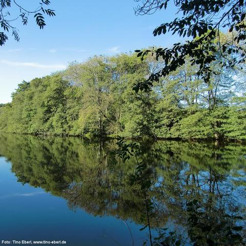 Dichter Laubwald am Ufer eines ruhigen Gewässers, in dem sich die Bäume und der blaue Himmel klar spiegeln. Die Bäume sind voll belaubt in verschiedenen Grüntönen. Einige Zweige mit Blättern ragen vom oberen Bildrand in den Vordergrund hinein. Der Himmel ist wolkenlos und kräftig blau.