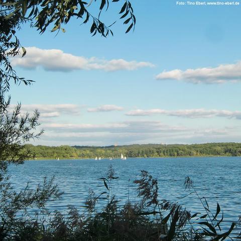 Weitläufiger See mit sanften Wellen, umgeben von bewaldeten Ufern. Am Horizont sind mehrere kleine weiße Segelboote zu sehen. Der Himmel ist hellblau mit lockeren, flachen Wolken. Im Vordergrund rahmen Zweige und Schilfhalme das Bild ein.