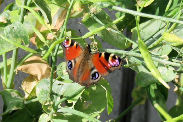 Rotbrauner Schmetterling mit vier auffälligen, augenähnlichen Flecken auf den Flügeln sitzt ausgebreitet auf dichtem, grünem Blattwerk. Die Flügelränder sind dunkel eingefasst, die oberen Flecken gelb-schwarz vor violettem Schimmer, die unteren violett auf blassgelbem Grund. Sonnenlicht lässt die Farben glänzen. Die umgebenden Blätter sind teilweise hellgrün, manche gelblich vertrocknet.