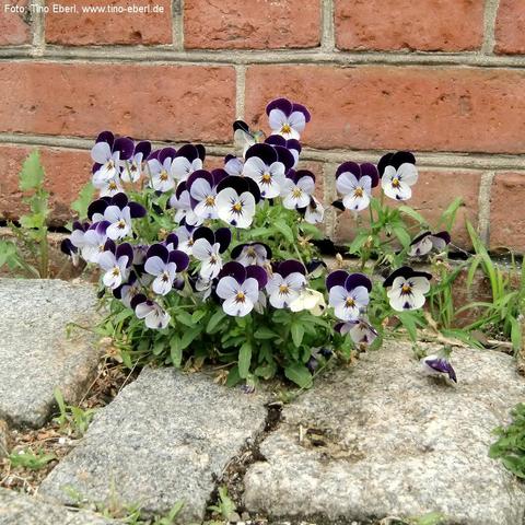 Eine Gruppe Stiefmütterchen mit zahlreichen kleinen Blüten in Lila, Weiß und Gelb wächst zwischen Pflastersteinen an einer roten Ziegelmauer. Die Blüten haben dunkle Oberblätter und helle Unterblätter mit einem gelben Zentrum. Einige grüne Kräuter wachsen ebenfalls zwischen den Steinfugen.
