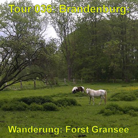 Grüne Wiese mit zwei Pferden; eines ist überwiegend weiß und das andere braun-weiß gescheckt. Sie grasen  in der Nähe von Büschen. Die Bäume in der Umgebung sind voll belaubt. Im Hintergrund ist ein Wald zu sehen, der das Bild mit verschiedenen Grüntönen bereichert. Der Himmel ist bedeckt. Die Szene wirkt friedlich und ländlich.