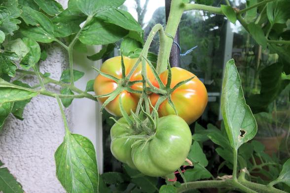 Vier große Tomaten hängen eng beieinander an einem kräftigen Stiel. Zwei der Früchte sind grün, die anderen zwei färben sich bereits orange-rot, was auf beginnende Reife hinweist. Die Oberfläche der Tomaten ist glatt und glänzend, einige zeigen leichte Furchen.
