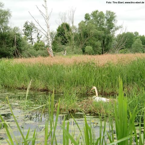 Ein Schwan schwimmt ruhig am Rand eines schmalen Gewässers, das von dichtem Schilf und grüner Ufervegetation umgeben ist. Im Wasser treiben Seerosenblätter. Im Hintergrund stehen Bäume, darunter auch mehrere abgestorbene mit kahlen Ästen. Der Himmel ist bewölkt.