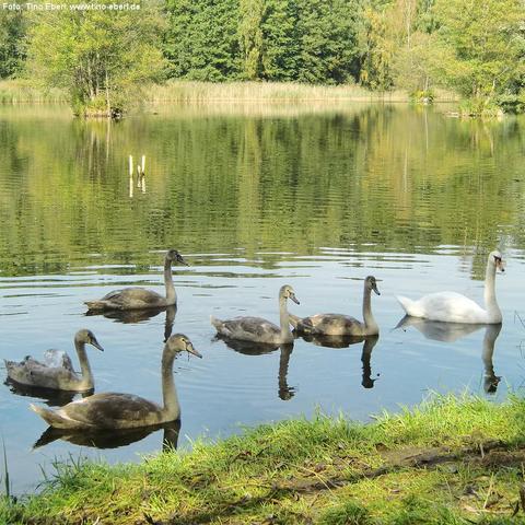 Eine weiße erwachsene Schwänin schwimmt am rechten Bildrand, gefolgt von sechs graubraunen Jungschwänen auf einem ruhigen See. Das Wasser ist klar und reflektiert die Tiere sowie die grüne Ufervegetation. Im Hintergrund sind Schilf, Bäume und eine kleine bewachsene Insel zu sehen. Im Vordergrund führt eine schmale Grasfläche zum Wasser.