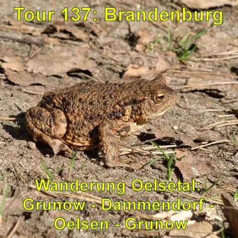 Eine Kröte mit brauner, warziger Haut sitzt auf trockener Erde, umgeben von kleinen Ästen und Blättern. Sonnenlicht scheint auf die Kröte und den Boden.