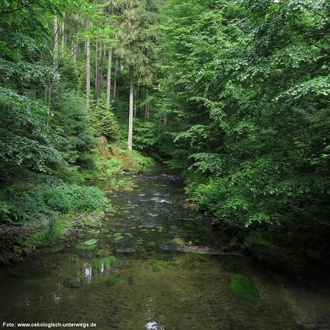 Ein klarer, flacher Bach fließt durch einen dichten, grünen Wald. Das Wasser ist durchsichtig und der steinige Grund mit vereinzelten Algen und Moosen bedeckt. Die Ufer sind von üppiger Vegetation gesäumt, darunter Farne, Büsche und verschiedene Laub- und Nadelbäume.