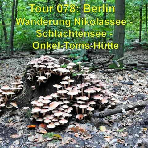 Alter Baumstumpf im Wald, der dicht mit vielen kleinen Pilzen bewachsen ist. Die Pilze haben helle Unterseiten und bräunliche Oberseiten. Um den Stumpf herum liegen herbstlich gefärbtes Laub und einige abgefallene Äste auf dem Waldboden. Der Hintergrund zeigt den dichten Wald mit verschiedenen Bäumen, deren Blätterwerk noch grün ist, was darauf hinweist, dass das Bild wahrscheinlich im frühen Herbst aufgenommen wurde. Die Umgebung wirkt natürlich und unberührt.