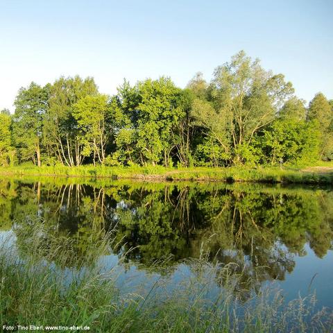 Ruhiger Fluss oder See mit glatter Wasseroberfläche, in der sich eine dichte Baumreihe am gegenüberliegenden Ufer klar spiegelt. Die Bäume sind voll belaubt und in verschiedenen Grüntönen. Im Vordergrund wachsen hohe Gräser und Wildpflanzen am Ufer. Der Himmel ist wolkenlos und hellblau.