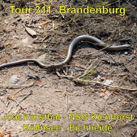 Eine Blindschleiche, eine gliederlose, glänzend braune Reptilienart, schlängelt sich über einen Waldweg. Der Boden ist mit Kiefernnadeln, kleinen Zweigen und trockenen Blättern bedeckt. Die Blindschleiche ist in der Mitte des Bildes und durch die Sonneneinstrahlung gut sichtbar. Sie hebt sich durch ihre glatte Haut und die längliche Form von der rauen und strukturierten Umgebung ab. Das Umfeld wirkt natürlich und unberührt.