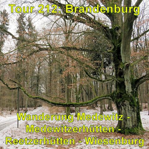 Alter Baum mit moosbewachsenem Stamm und Ästen steht an einem Waldweg, der mit Schneeresten bedeckt ist. Im Hintergrund sind weitere Bäume, die kahl sind oder spärliches Laub tragen, erkennbar.