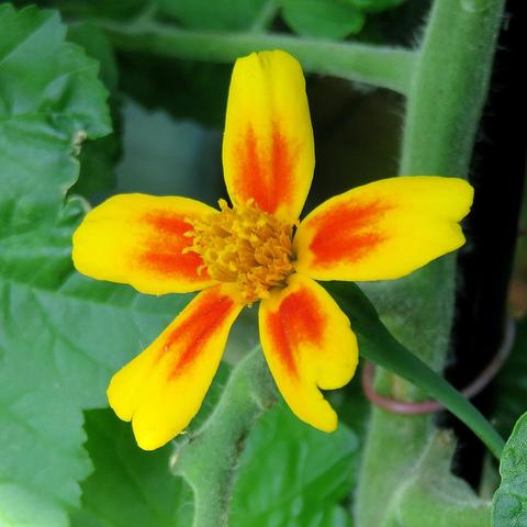 Nahaufnahme einer fünfblättrigen Studentenblume mit leuchtend gelben Blütenblättern, die in der Mitte orange-rötlich gefärbt sind. Das Zentrum der Blüte ist dicht mit kleinen, gelben Staubblättern besetzt. Die Blume hebt sich deutlich vom grünen Hintergrund aus großen, leicht behaarten Blättern ab. Ein dicker, grüner Stängel verläuft rechts neben der Blüte.