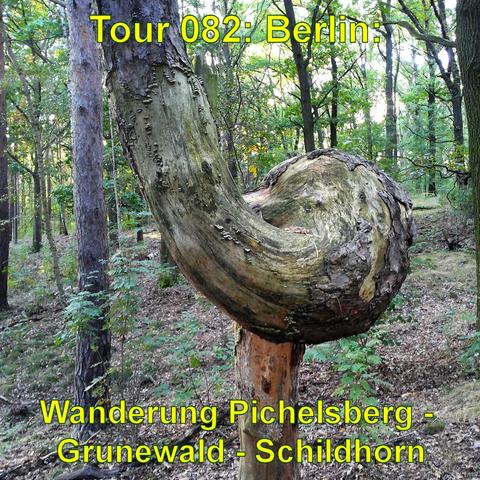 Ungewöhnliche Baumformation in einem dichten Wald. Der Baum hat einen auffallend gebogenen Stamm, der in einer runden, schneckenartigen Form wächst, und seine Textur zeigt abblätternde Rinde und Moosbewuchs. Der Baum ist in einem grünen Wald mit verschiedenen Baumarten und Unterholz eingebettet. Das Sonnenlicht fällt durch das Laubdach, was auf eine Szene bei Tageslicht hinweist. Die natürliche Umgebung wirkt ruhig und unberührt.
