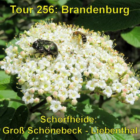 Ein grün schillernder Käfer und eine Biene sammeln Nektar auf einer weißen Blüte. Umgeben sind sie von grünen Blättern und dem Schatten eines Baumes.