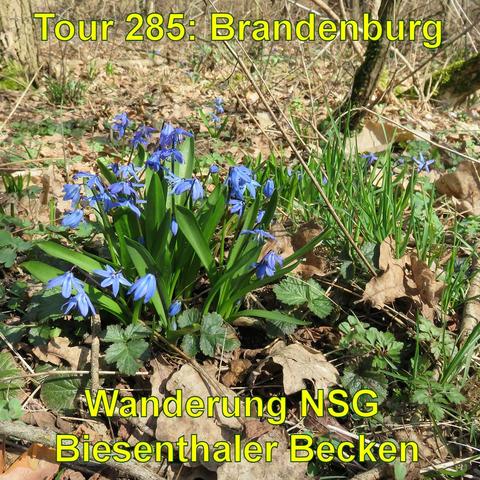 Eine Gruppe von blühenden Pflanzen mit leuchtend blauen Blüten und grünen Blättern, die zwischen abgefallenen, trockenen Blättern am Boden wachsen. Es handelt sich um typische Frühblüher, die in einem Waldgebiet bei Sonnenschein zu finden sind. Das natürliche Umfeld und das Licht deuten auf einen sonnigen Frühlingstag hin. Die Pflanzen sind im Fokus und nehmen den größten Teil des unteren Bildbereichs ein.