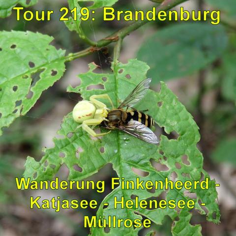 Eine Krabbenspinne, die eine Fliege auf einem grünen Blatt mit Fraßspuren festhält.