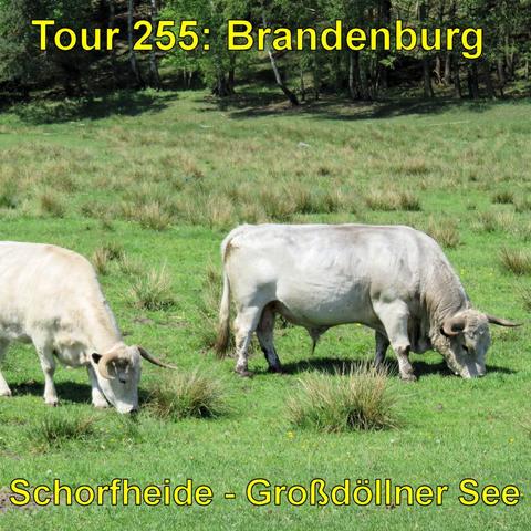 Zwei grau-weiße Kühe auf einer Wiese, beide mit Hörnern und grasent. Im Hintergrund sind Bäume zu sehen.