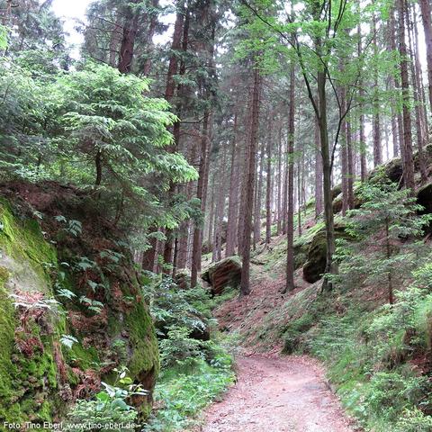 Waldweg führt durch einen Nadelwald mit zahlreichen hohen, schlanken Bäumen. Links und rechts des Weges ragen moosbedeckte Felsblöcke und bewachsene Hänge empor. Der Boden ist mit Nadeln, Farnen und kleinen Pflanzen bedeckt. Zwischen den Bäumen fällt gedämpftes Licht auf den leicht ansteigenden Pfad, der sich durch die hügelige Landschaft windet. Die Atmosphäre wirkt ruhig und naturbelassen.
