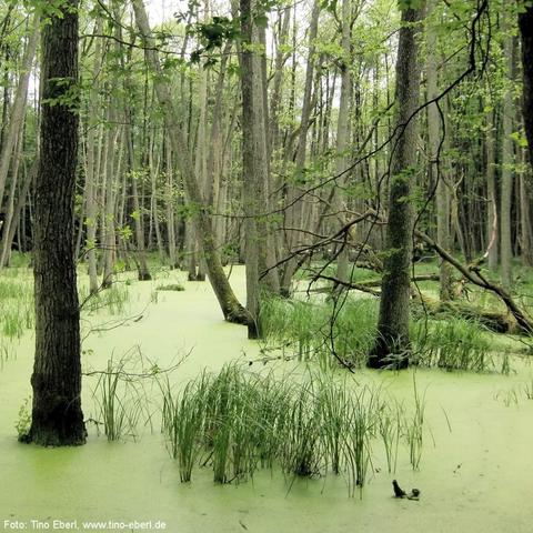 Ein dichter, sumpfiger Wald mit vielen stehenden, geraden Bäumen steht im flachen Wasser, das von einer dichten, hellgrünen Schicht aus Algen oder Wasserlinsen bedeckt ist. Zwischen den Bäumen wachsen Büschel von Röhricht und Gräsern aus dem Wasser. Einige Baumstämme sind leicht geneigt oder abgestorben. Der gesamte Bereich wirkt feucht, ruhig und von dichtem Grün dominiert. Im Hintergrund setzt sich der sumpfige Wald fort.