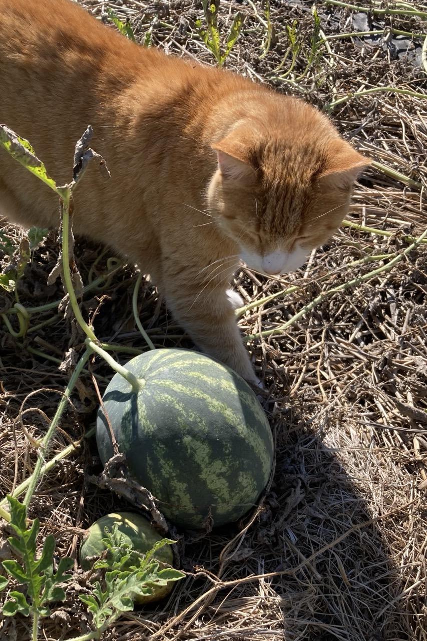 An orange and white cat walks along and glances down at a small round watermelon.